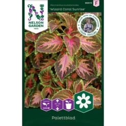 Palettblad 'Wizard Coral Sunrise'