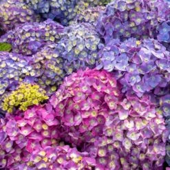 Hortensia SUMMER LOVE ('Bailmacfive')