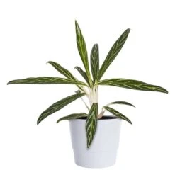 Silverkalla 'Zebra Feathers'