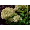 Vipphortensia LITTLE LIME ('Jane') -Trädgårdsmateriel Försäljning 2024 e9a036e25a5e0827d23ac97d980b63a1