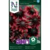 Sommarrudbeckia 'Cherry Brandy' -Trädgårdsmateriel Försäljning 2024 ed6382b0a61d74675832abac37a9a875