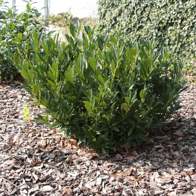 Lagerhägg 'Otto Luyken' 3 Lagerhägg 'Otto Luyken'