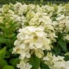Vipphortensia WHITE DIAMONDS -Trädgårdsmateriel Försäljning 2024 f12e7afc4b973bd7245855d2a104b71a