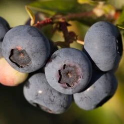 Amerikanskt Blåbär 'Alfred'
