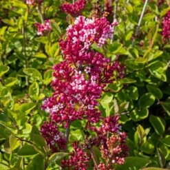 Syren Tinkerbelle ('Bailbelle')