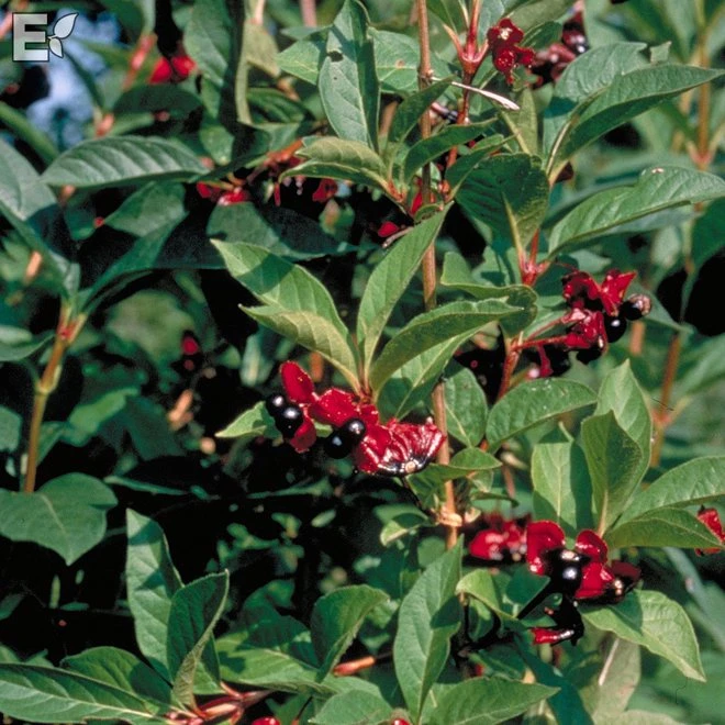 Skärmtry 'Lycksele' 3 Skärmtry 'Lycksele'