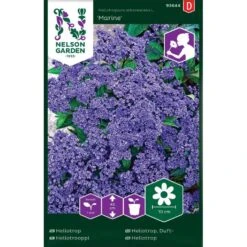 Heliotrop 'Marine'