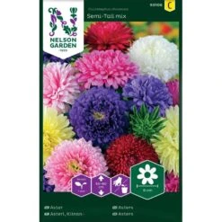 Aster Semi-Tall Mix