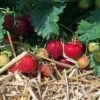 Jordgubbe 'Polka' 1 Jordgubbe 'Polka' -Trädgårdsmateriel Försäljning 2024 f69f45cd6dd5b615a05887acb7c4aeaf