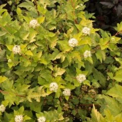 Smällspirea 'Nugget'