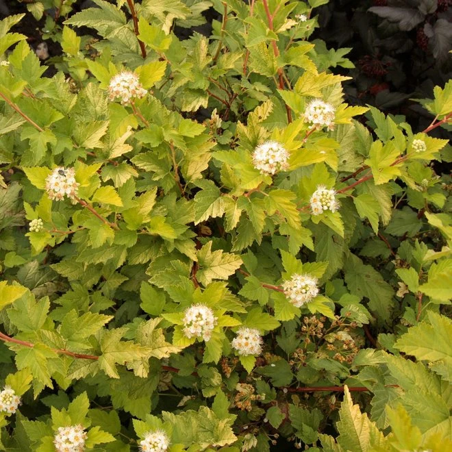 Smällspirea 'Nugget' 3 Smällspirea 'Nugget'