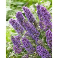 Syrenbuddleja FREE PETITE BLUE HEAVEN