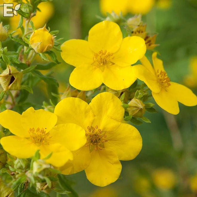 Trädgårdstok 'Goldfinger' 3 Trädgårdstok 'Goldfinger'