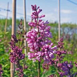 Hybridsyren 'Royalty'