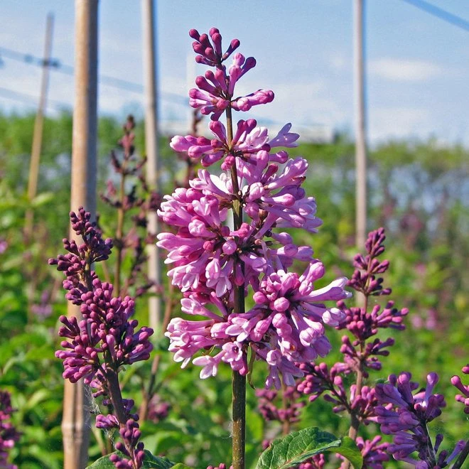 Hybridsyren 'Royalty' 3 Hybridsyren 'Royalty'