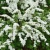 Norskspirea 'Grefsheim' -Trädgårdsmateriel Försäljning 2024 fe37629d44af45e39c41722edd3e7cea