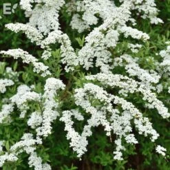 Norskspirea 'Grefsheim'