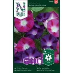 Purpurvinda 'Bohemian Shades'