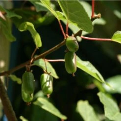 Minikiwi 'Paula'