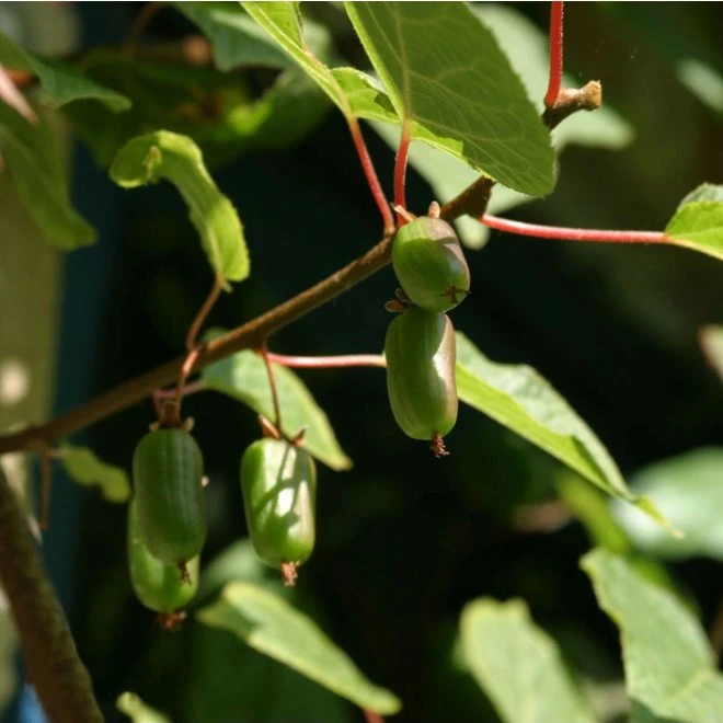 Minikiwi 'Paula' 3 Minikiwi 'Paula'